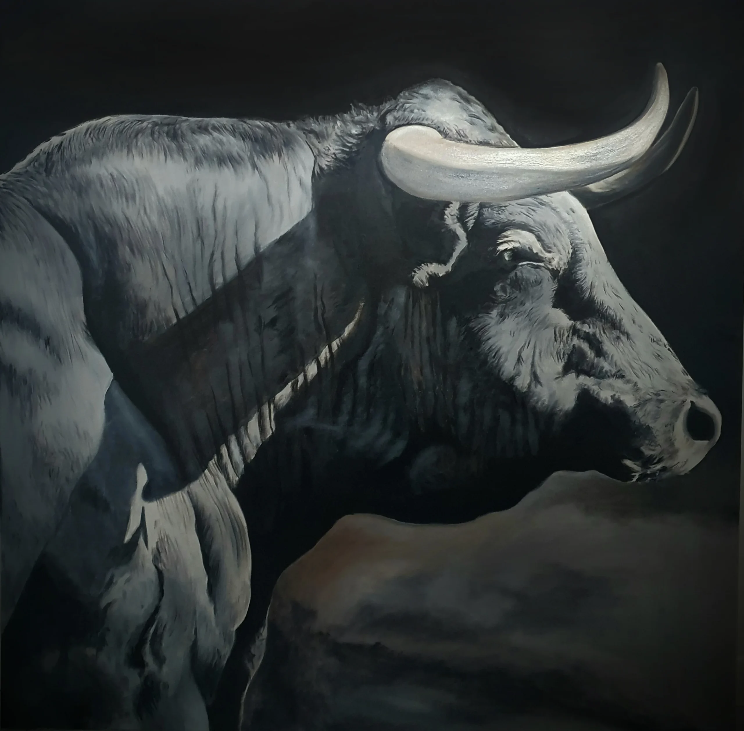 cabeza toro-cuadro