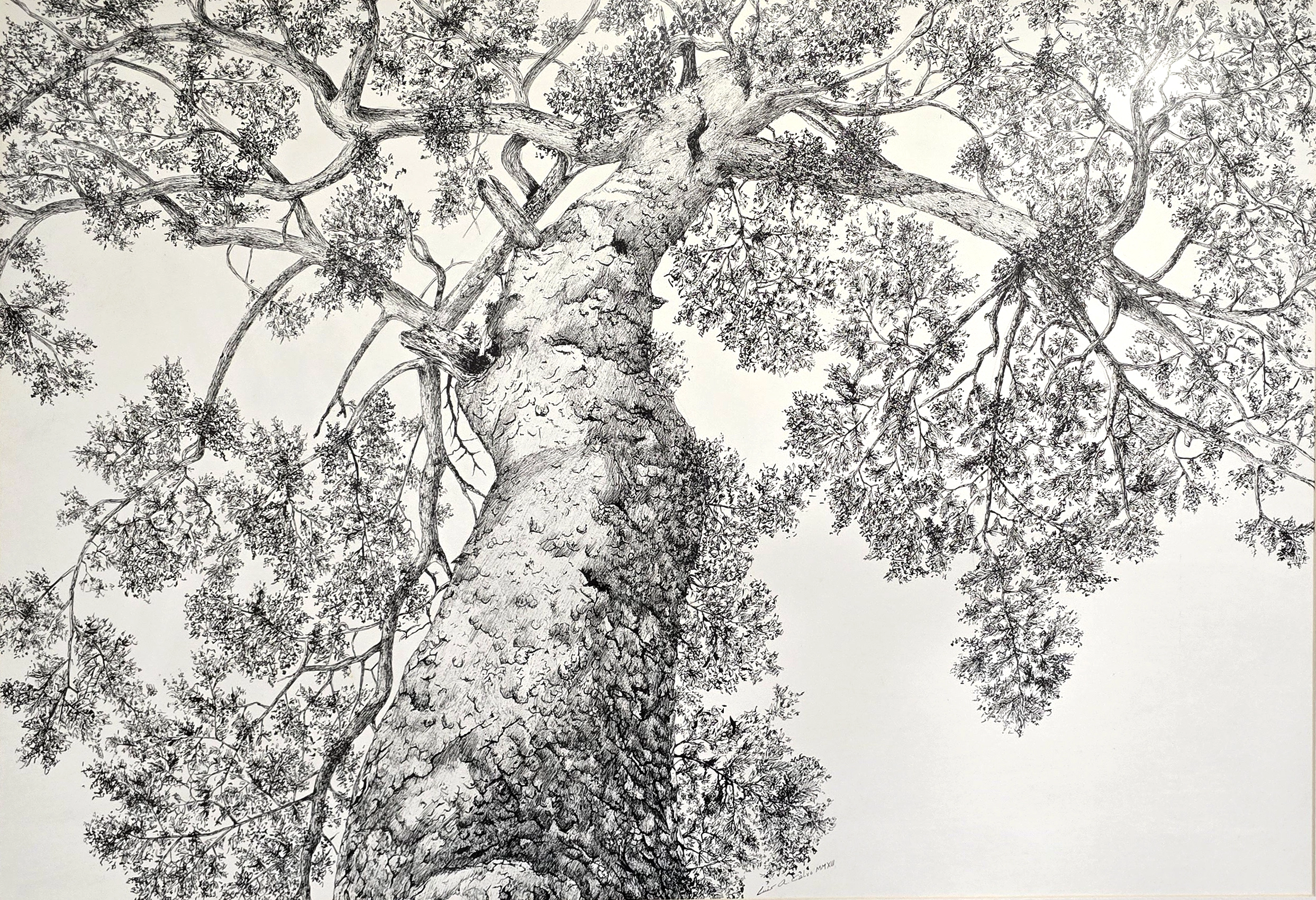 Pino roble